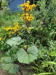 Ligularia