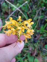Platanthera ciliaris