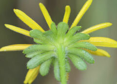 Rudbeckia missouriensis