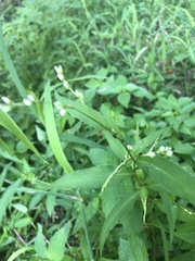 Persicaria hydropiper