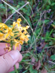 Platanthera ciliaris