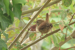 Troglodytes troglodytes