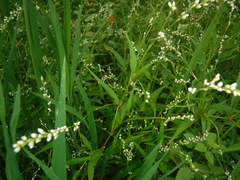 Persicaria punctata