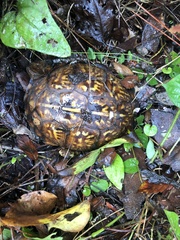 Terrapene carolina major