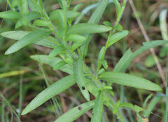 Rudbeckia missouriensis
