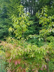 Oxydendrum arboreum