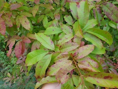 Oxydendrum arboreum