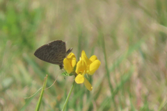 Leptotes pirithous