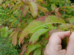 Oxydendrum arboreum