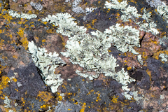 Xanthoparmelia cumberlandia