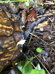 Terrapene carolina major