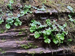 Marchantia polymorpha polymorpha