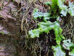 Marchantia polymorpha polymorpha