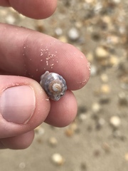 Ocenebrinae