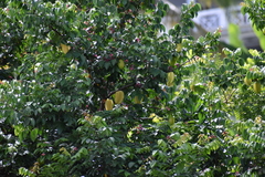 Averrhoa carambola