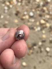 Ocenebrinae