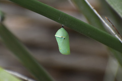 Danaus