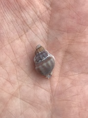 Ocenebrinae