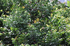 Averrhoa carambola