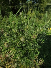 Cirsium
