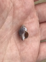 Ocenebrinae