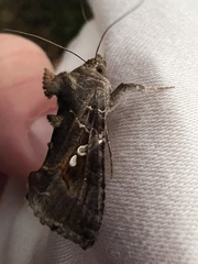 Chrysodeixis