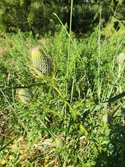 Cirsium