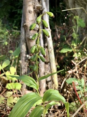 Epipactis
