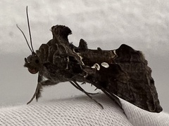 Chrysodeixis