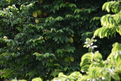 Averrhoa carambola