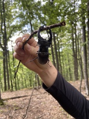 Lucanus cervus