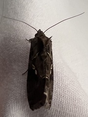 Chrysodeixis