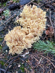 Ramaria flava