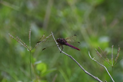 Orthemis ferruginea