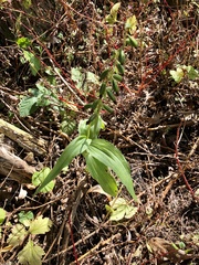 Epipactis