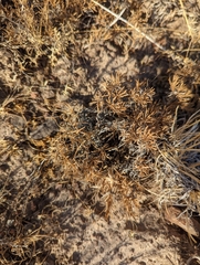 Nestotus stenophyllus