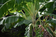 Musa