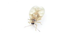 Hemiptera
