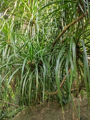 Dracaena cambodiana