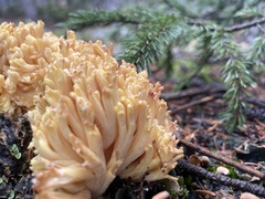 Ramaria flava