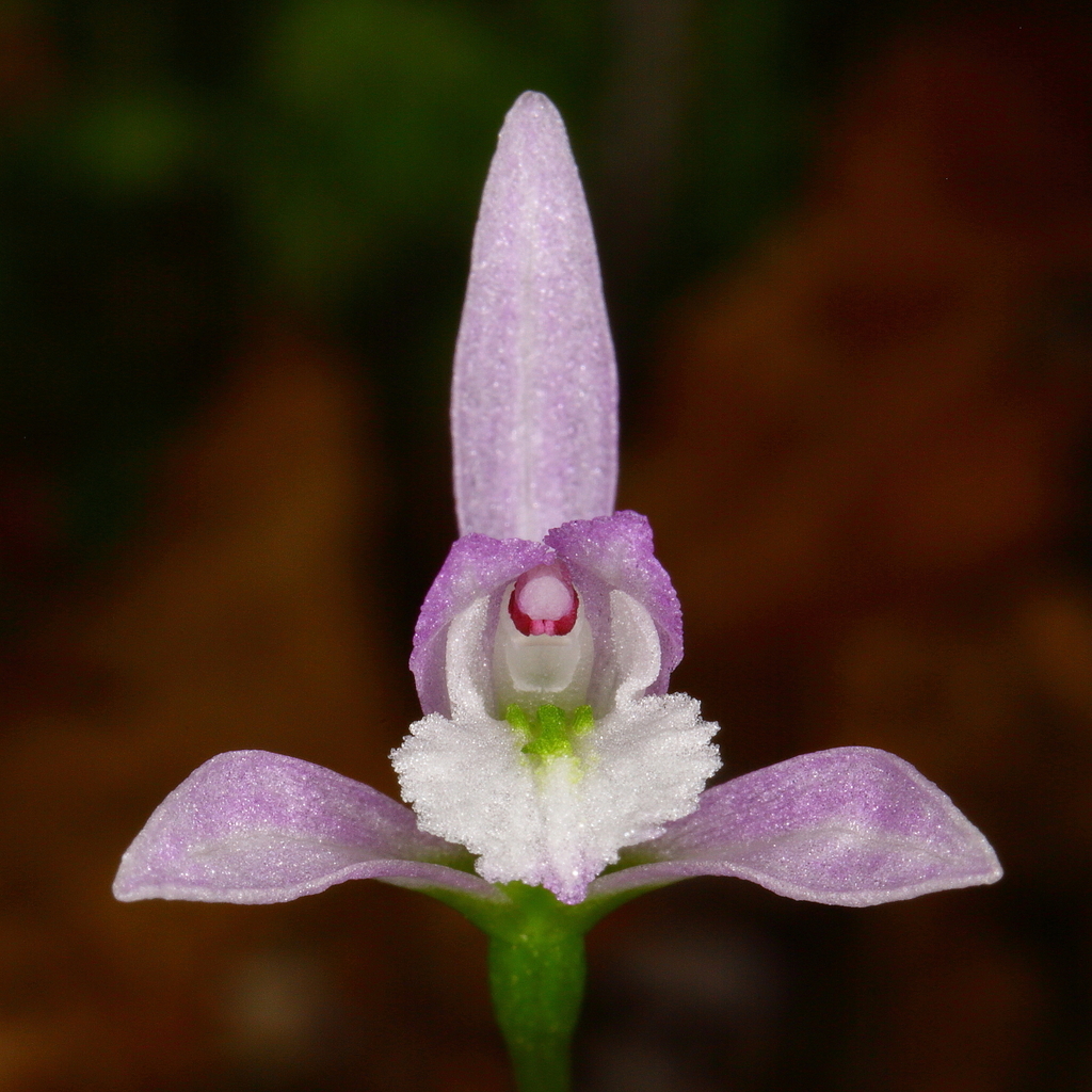 three birds orchid