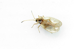 Hemiptera
