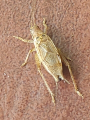 Hapithus saltator