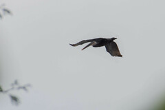 Pelecanus occidentalis urinator