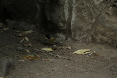 Motacilla cinerea