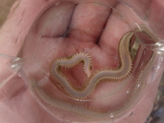 Phyllodocida