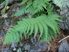 Dryopteris marginalis
