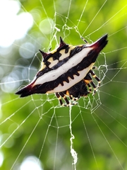 Gasteracantha