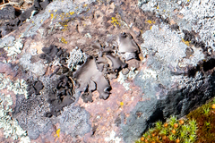 Umbilicaria muhlenbergii
