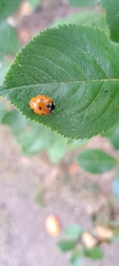 Coccinella septempunctata